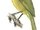 Uluguru Bushshrike