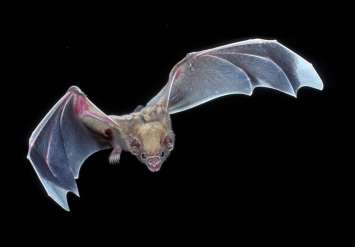 white vampire bat