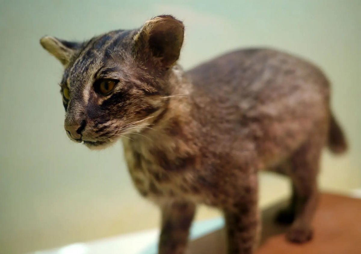 絵画 Iriomote wildcat ファッション通販】の商品をすべて photo new cat, Iriomote and
