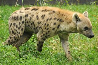 is a hyena considered a canine