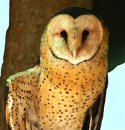 Grassowl