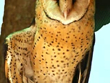 African Grass Owl