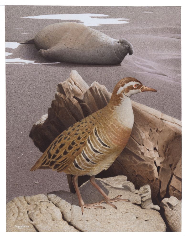 Short List of Recently Extinct Animals Species 2017 Extinct animals, Rare animal