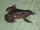 Lendu Plateau Clawed Frog