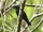 Black Cicadabird