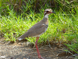 Bronze-winged Courser (Rhinoptilus chalcopterus) (13950665425)