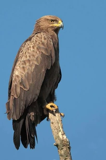 Lesser spotted eagle-10