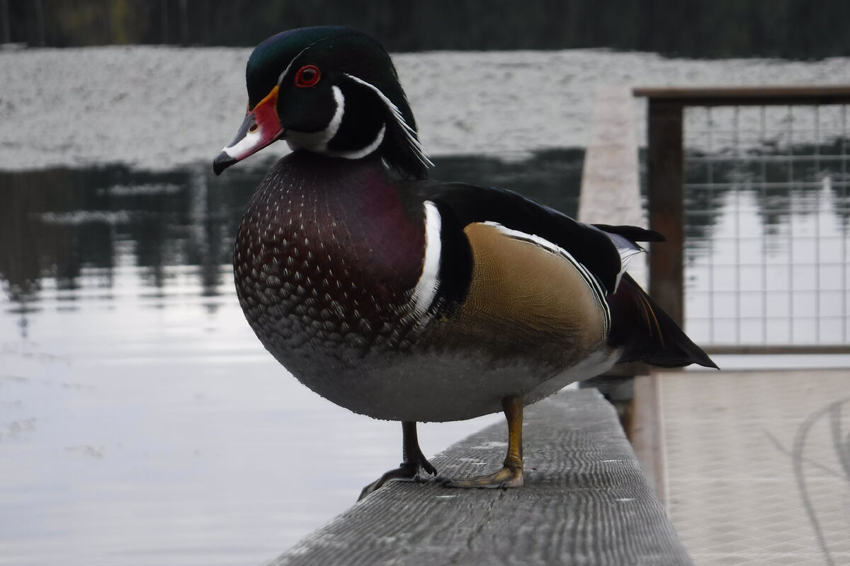 Wood Duck | Animal Database | Fandom