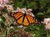 Monarch Butterfly