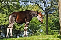 Okapi