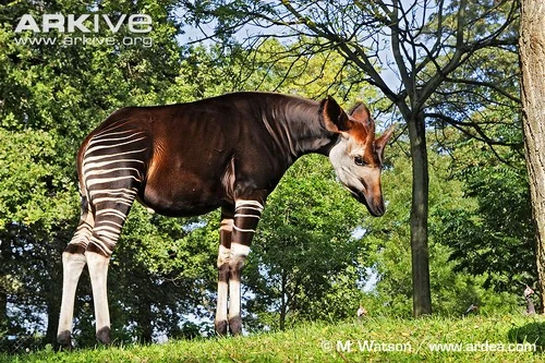 An Okapi