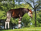 Okapi