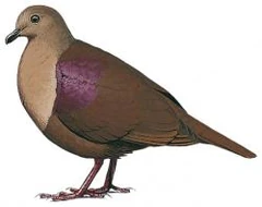 Thick-billed Ground Dove | Animal Database | Fandom