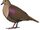 Thick-billed Ground Dove