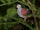 Crested Quail-dove