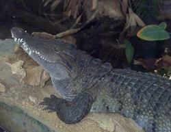 Philippine Crocodile