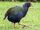 Takahē