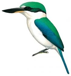 Talaud Kingfisher Animal Database Fandom