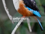 Grey-headed Kingfisher
