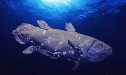 Coelacanthシーラカンス SWIM STANCE CHANGE 2枚 Koichi Sakamoto - シーラカンス (Coelacanth) | Japanese Prints