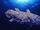 West Indian Ocean Coelacanth