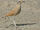 Cream-coloured Courser