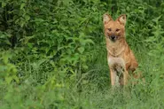Dhole17.webp (135 KB)