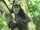 Black-shanked Douc