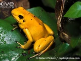 Golden Poison Frog