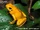 Golden Poison Frog