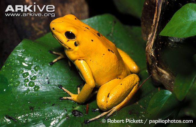 baby panamanian golden frog