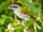 Yellow-shouldered Grosbeak