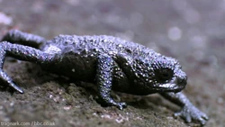 Pebble toad