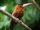 Purus Jacamar