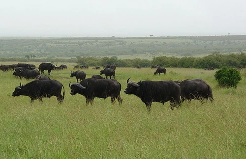 Cape buffalo herd grazing in Maasai Mara, Kenya