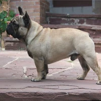 frenchie tear stains