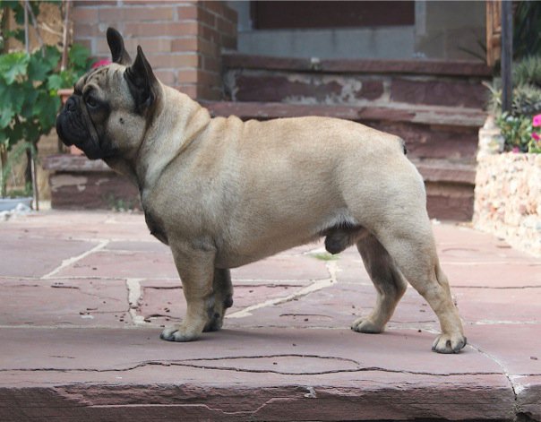 are french bulldogs dwarf dog bred