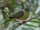 Yellow-vented Green Pigeon