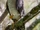Little Sparrowhawk