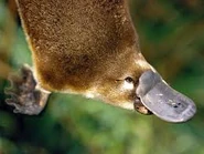 Animal platypus.jpeg (8 KB)