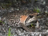 Mountain Rain Frog