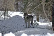 Grey Wolf24.webp (144 KB)