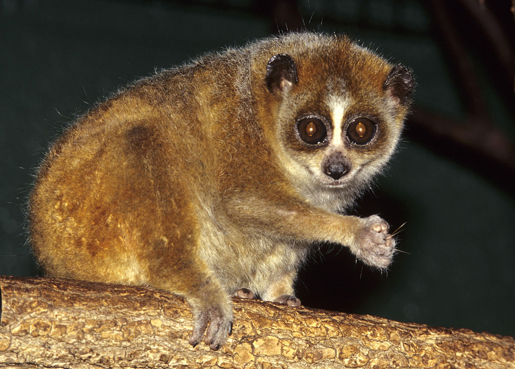 Pygmy Slow Loris Animal Database Fandom
