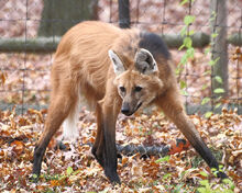 melanistic maned wolf