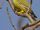 Yellow-footed Green Pigeon