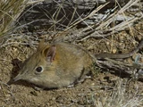 Bushveld Elephant Shrew