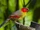 Red-faced Liocichla