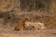 Dhole11.webp (100 KB)