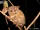 Lariang Tarsier