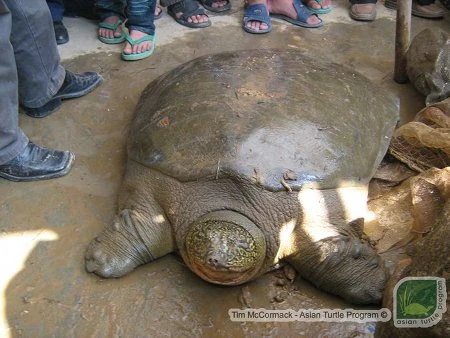 Yangtze Giant Softshell Turtle Animal Database Fandom